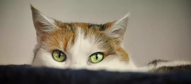 Why Your Cat Avoids the Litter Box: Key Causes & Solutions