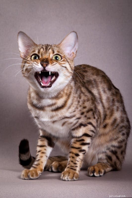 Top 9 Cat Breeds Known for Their Vocal Charm