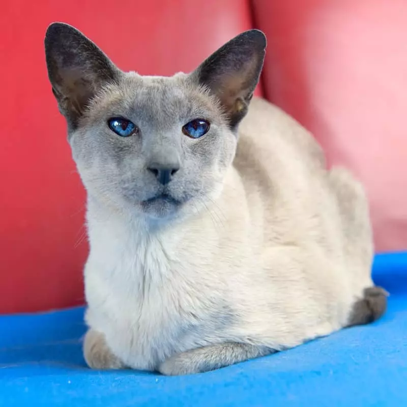 Top 9 Cat Breeds Known for Their Vocal Charm