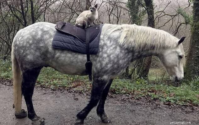 Why Cats and Horses Can Be Unexpected Best Friends: 5 Surprising Reasons