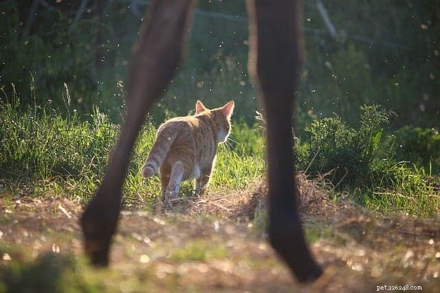 Why Cats and Horses Can Be Unexpected Best Friends: 5 Surprising Reasons