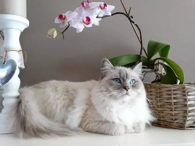 Why Your Cat Avoids the Litter Box: Key Causes & Solutions