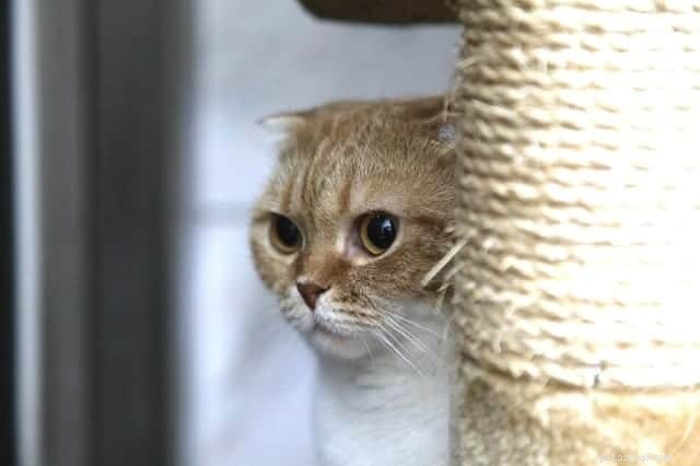 Why Your Cat Avoids the Litter Box: Key Causes & Solutions