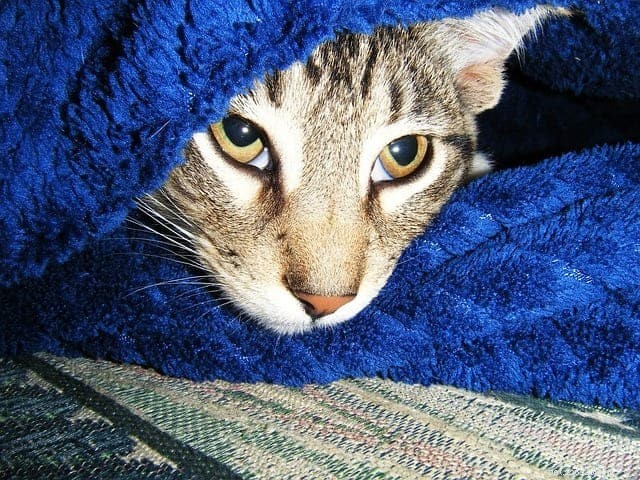 Why Your Cat Avoids the Litter Box: Key Causes & Solutions