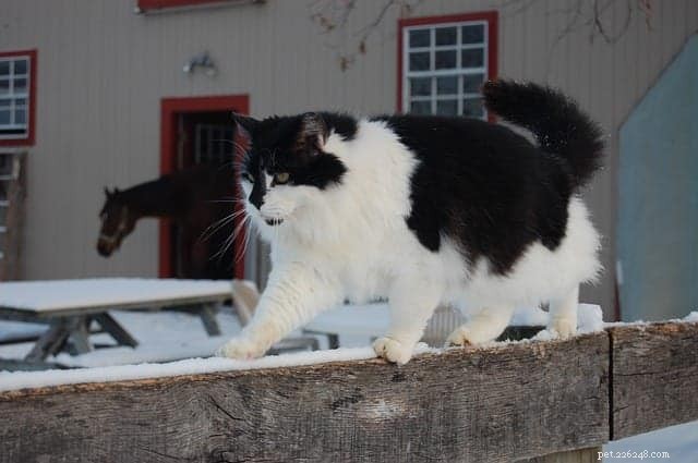 Why Cats and Horses Can Be Unexpected Best Friends: 5 Surprising Reasons