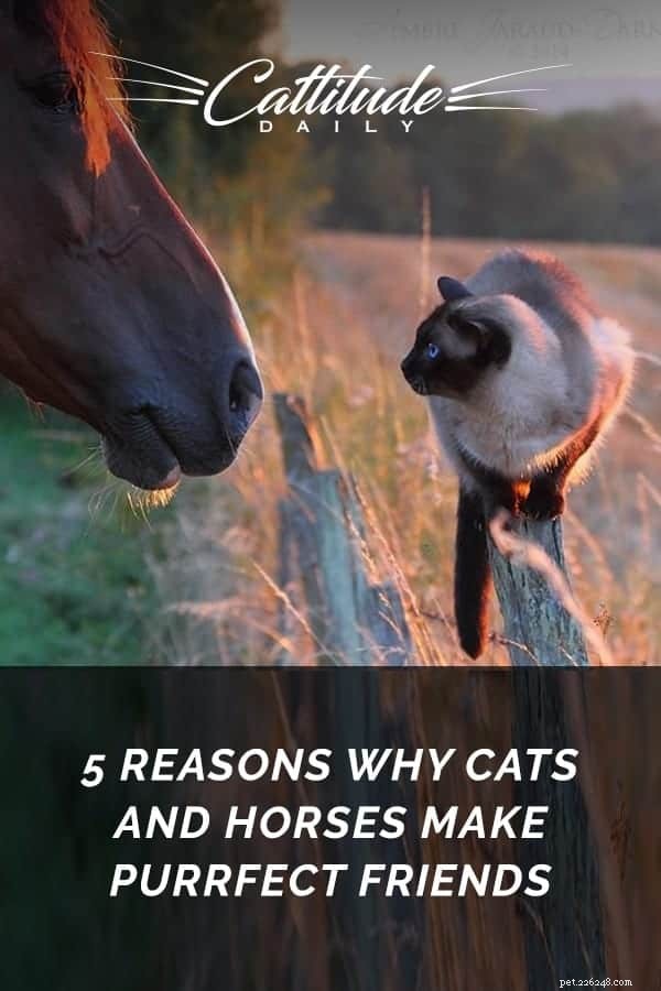 Why Cats and Horses Can Be Unexpected Best Friends: 5 Surprising Reasons