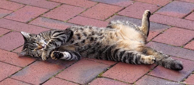 10 Clear Signs Your Cat Truly Loves You