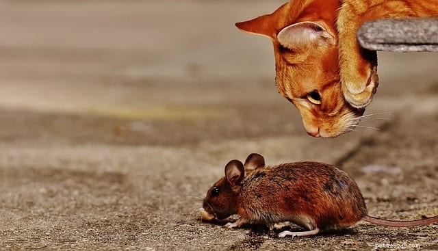 10 Clear Signs Your Cat Truly Loves You