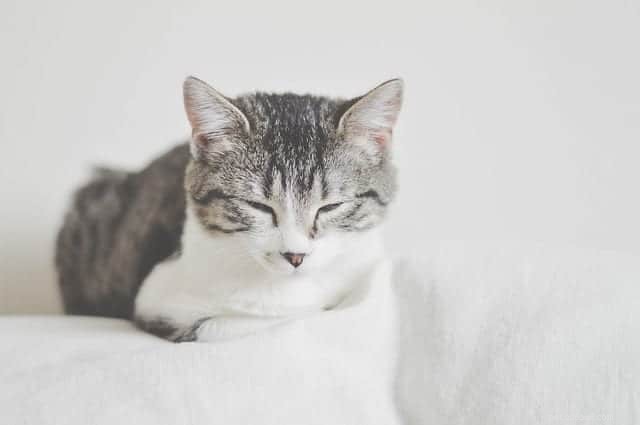 10 Clear Signs Your Cat Truly Loves You
