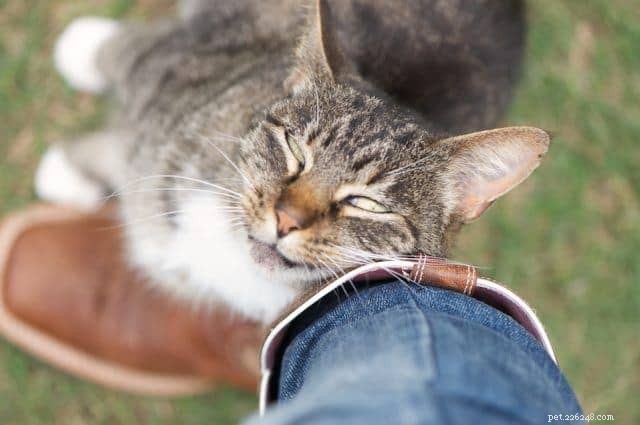 10 Clear Signs Your Cat Truly Loves You