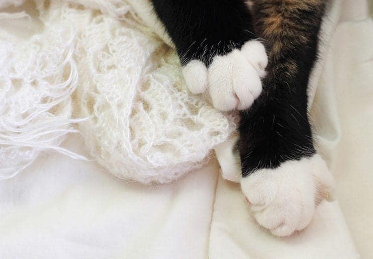 10 Clear Signs Your Cat Truly Loves You