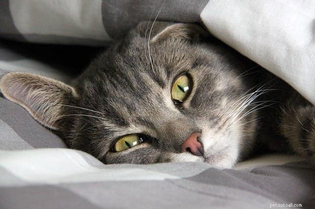10 Clear Signs Your Cat Truly Loves You