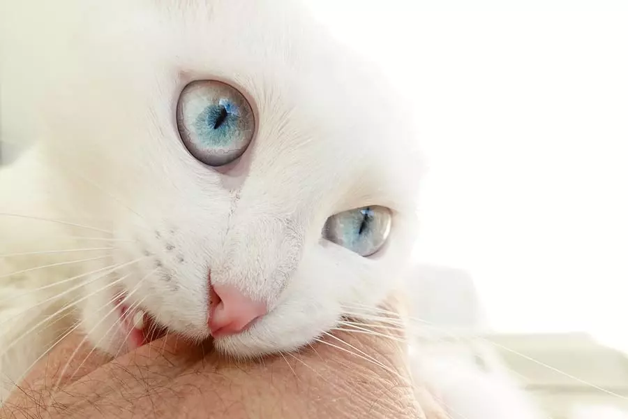 Why Your Cat May Bite While You Pet Them
