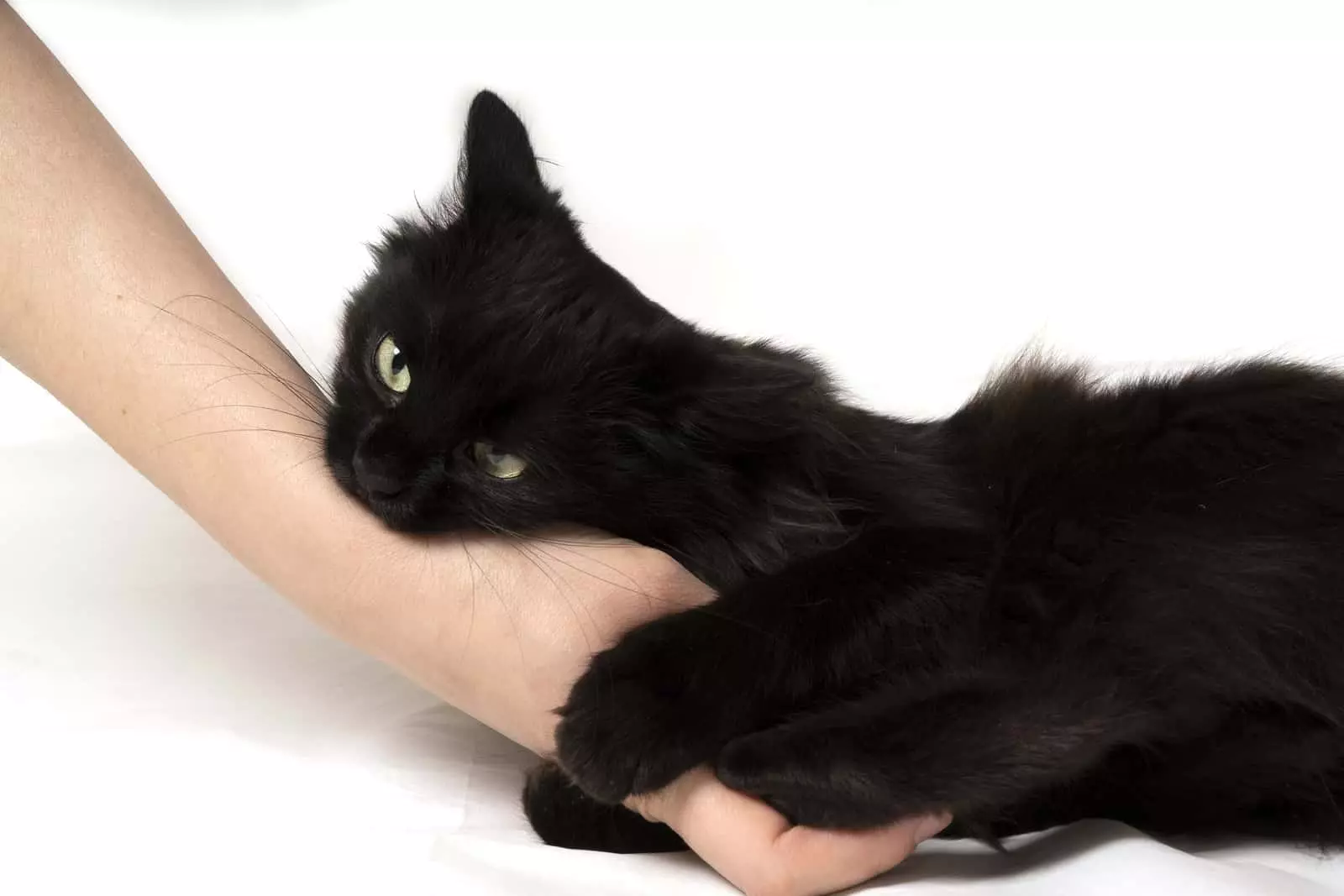 Why Your Cat May Bite While You Pet Them