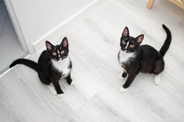 60 Fascinating Cat Facts Every Cat Lover Should Know