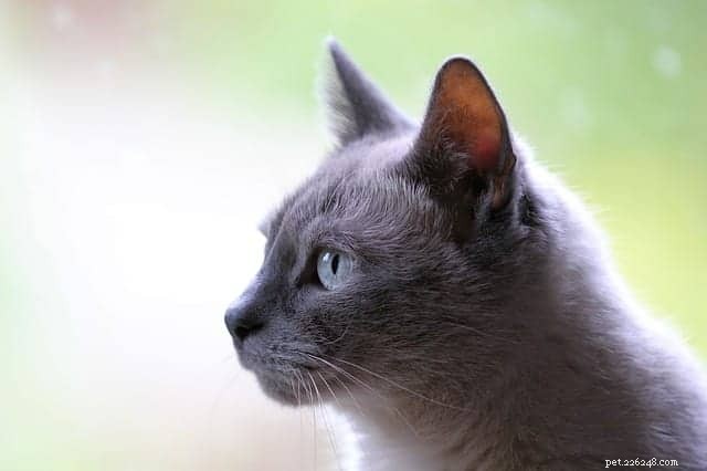 60 Fascinating Cat Facts Every Cat Lover Should Know