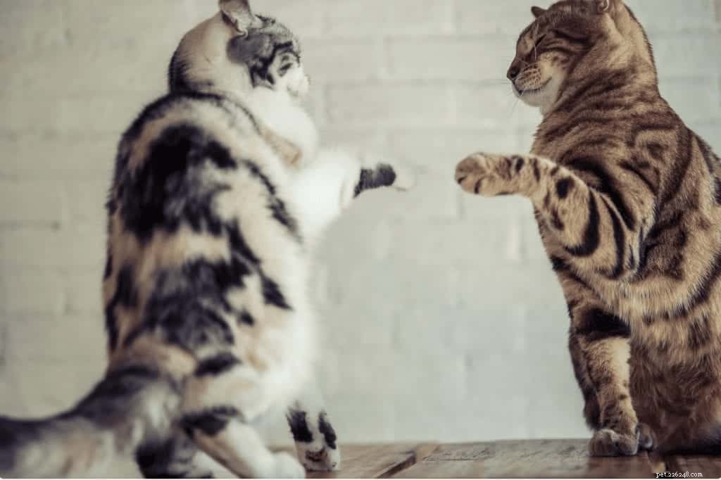 Why Does Your Cat Struggle to Coexist With Other Cats?