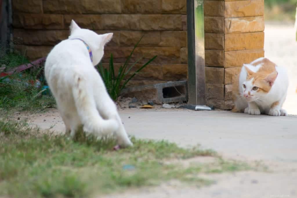 Why Does Your Cat Struggle to Coexist With Other Cats?