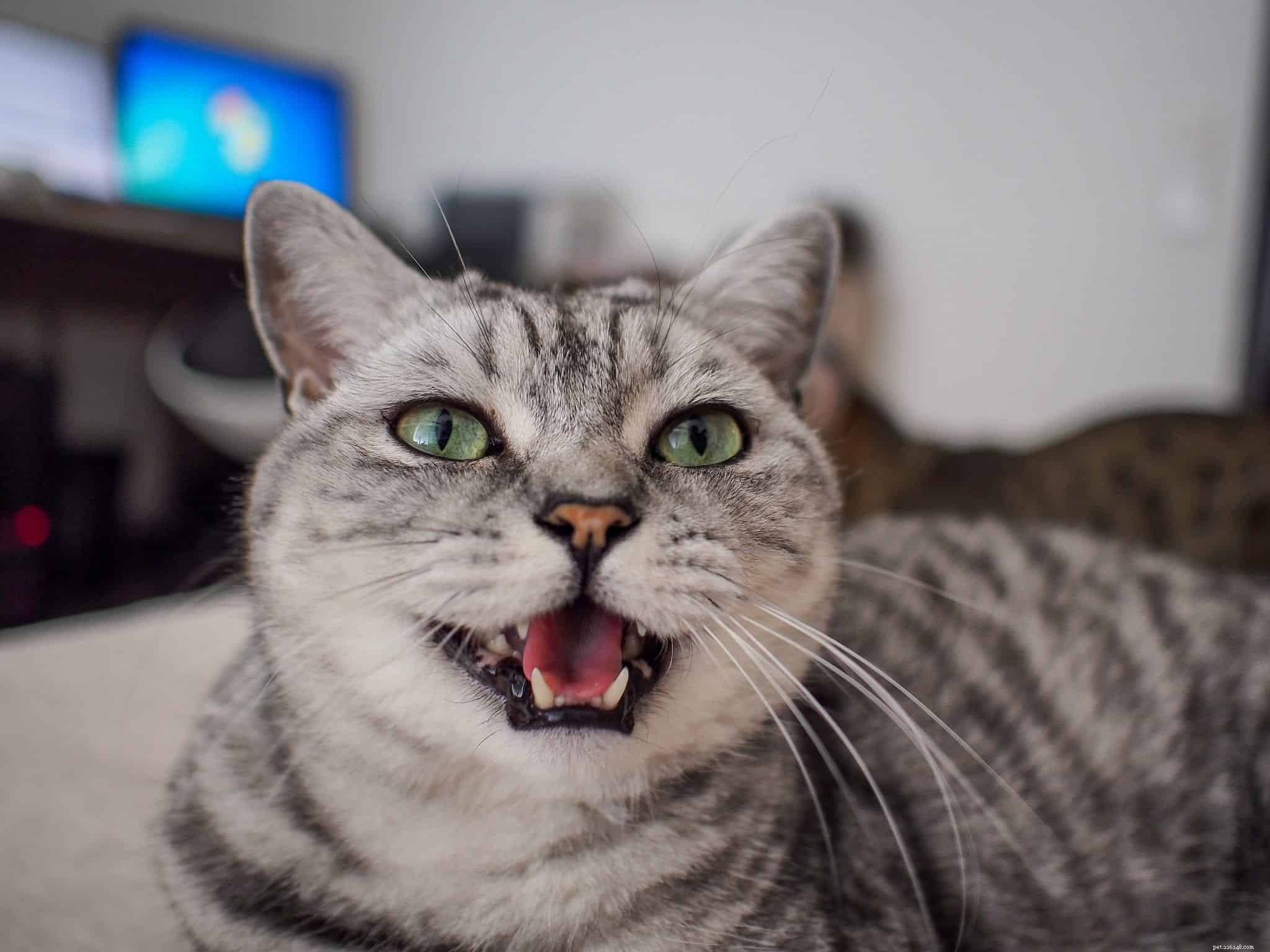Why Won’t My Cat Keep Meowing? Expert Insights to Decode Their Needs