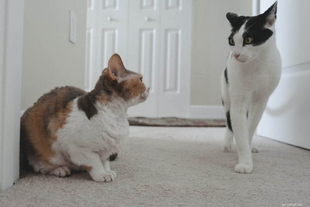 Why Does Your Cat Struggle to Coexist With Other Cats?