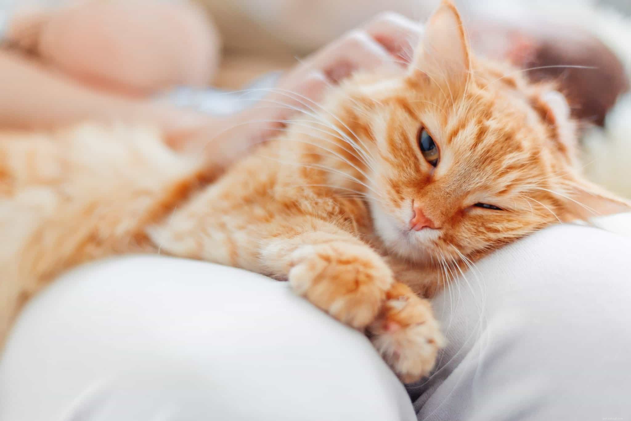 Why Won’t My Cat Keep Meowing? Expert Insights to Decode Their Needs