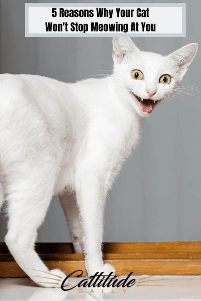 Why Won’t My Cat Keep Meowing? Expert Insights to Decode Their Needs