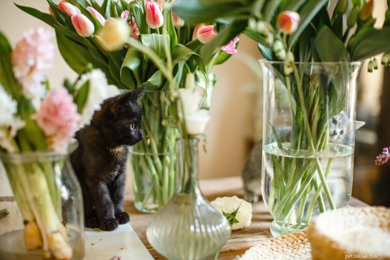 Understanding Why Cats Love to Knock Things Over: Insights & Solutions