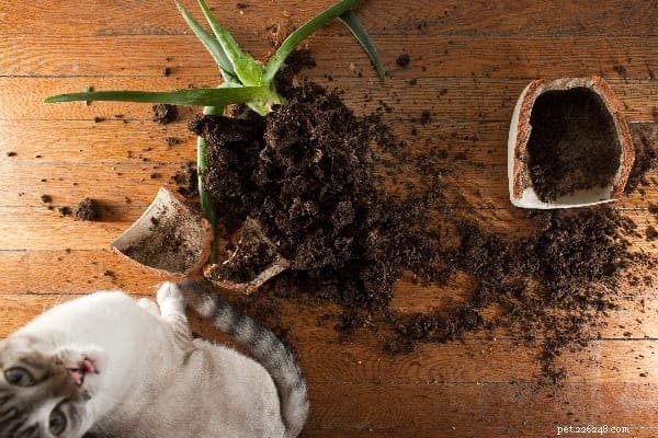 Understanding Why Cats Love to Knock Things Over: Insights & Solutions