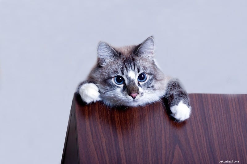 Understanding Why Cats Love to Knock Things Over: Insights & Solutions