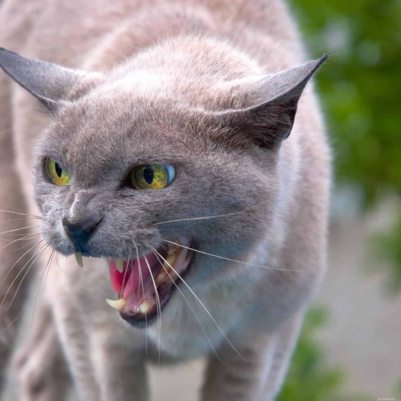 Understanding Sudden Cat Attacks: Causes and Prevention Strategies