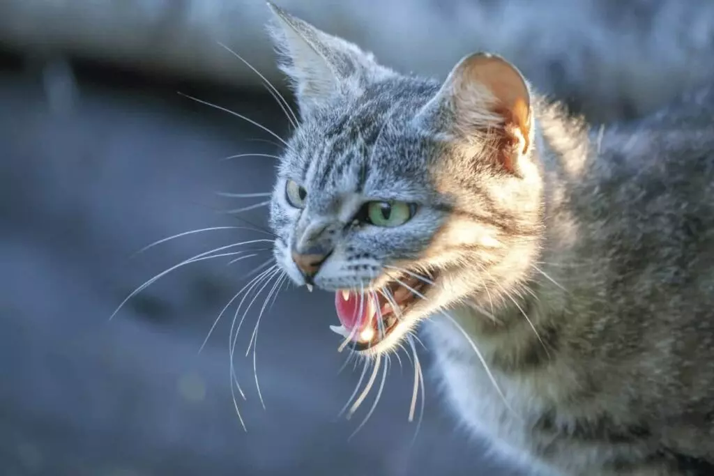 Understanding Sudden Cat Attacks: Causes and Prevention Strategies