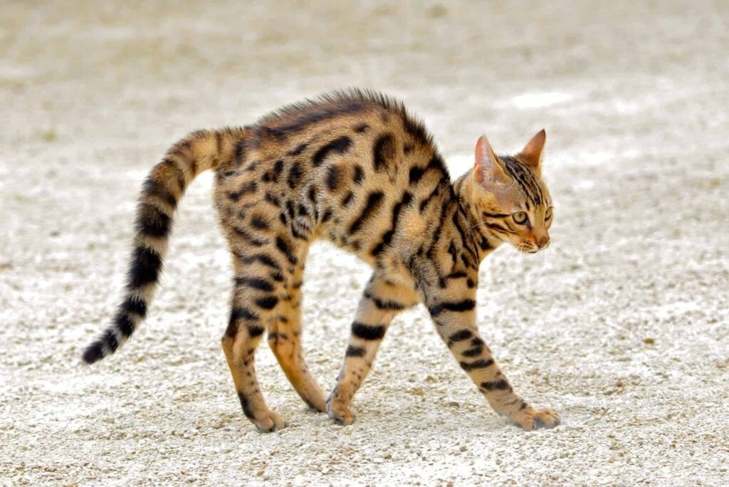 Why Your Cat Suddenly Attacks You – Plus 4 Other Curious Behaviors Explained