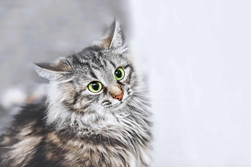 Why Your Cat Suddenly Attacks You – Plus 4 Other Curious Behaviors Explained