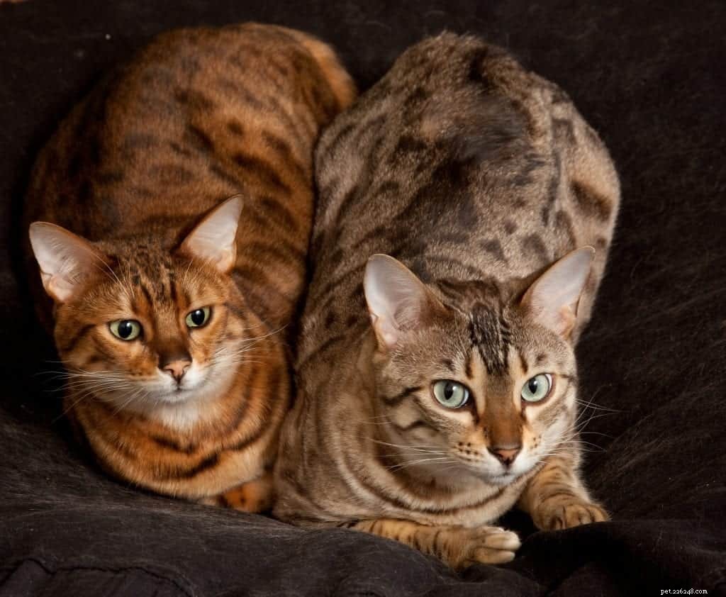 Why Your Cat Suddenly Attacks You – Plus 4 Other Curious Behaviors Explained