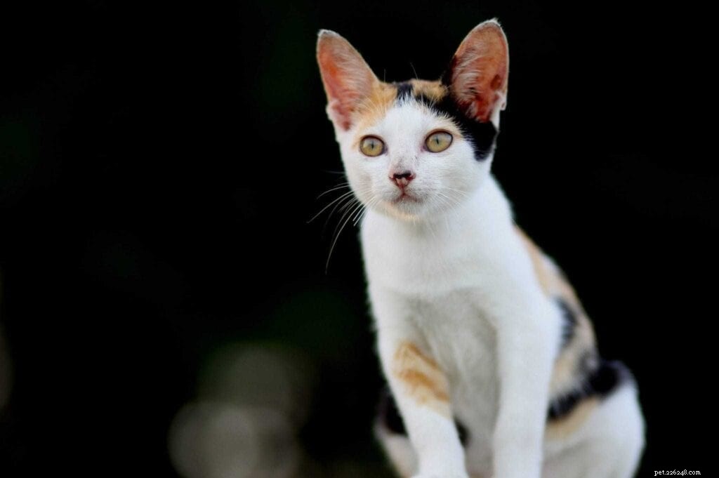Why Cats Act Jealous and How to Calm Their Envy