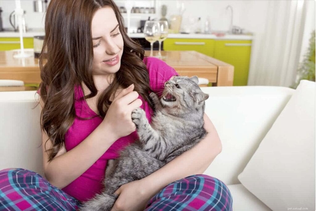 Why Cats Act Jealous and How to Calm Their Envy
