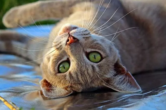 Understanding Your Cat: Why They Sleep on Your Head & Other Common Behaviors Explained