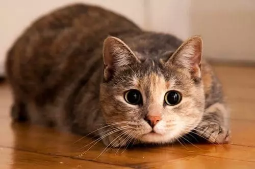 Understanding Your Cat: Why They Sleep on Your Head & Other Common Behaviors Explained