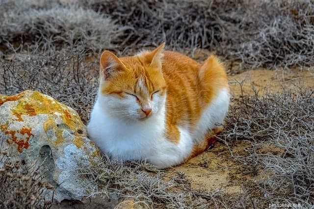 Understanding Your Cat: Why They Sleep on Your Head & Other Common Behaviors Explained