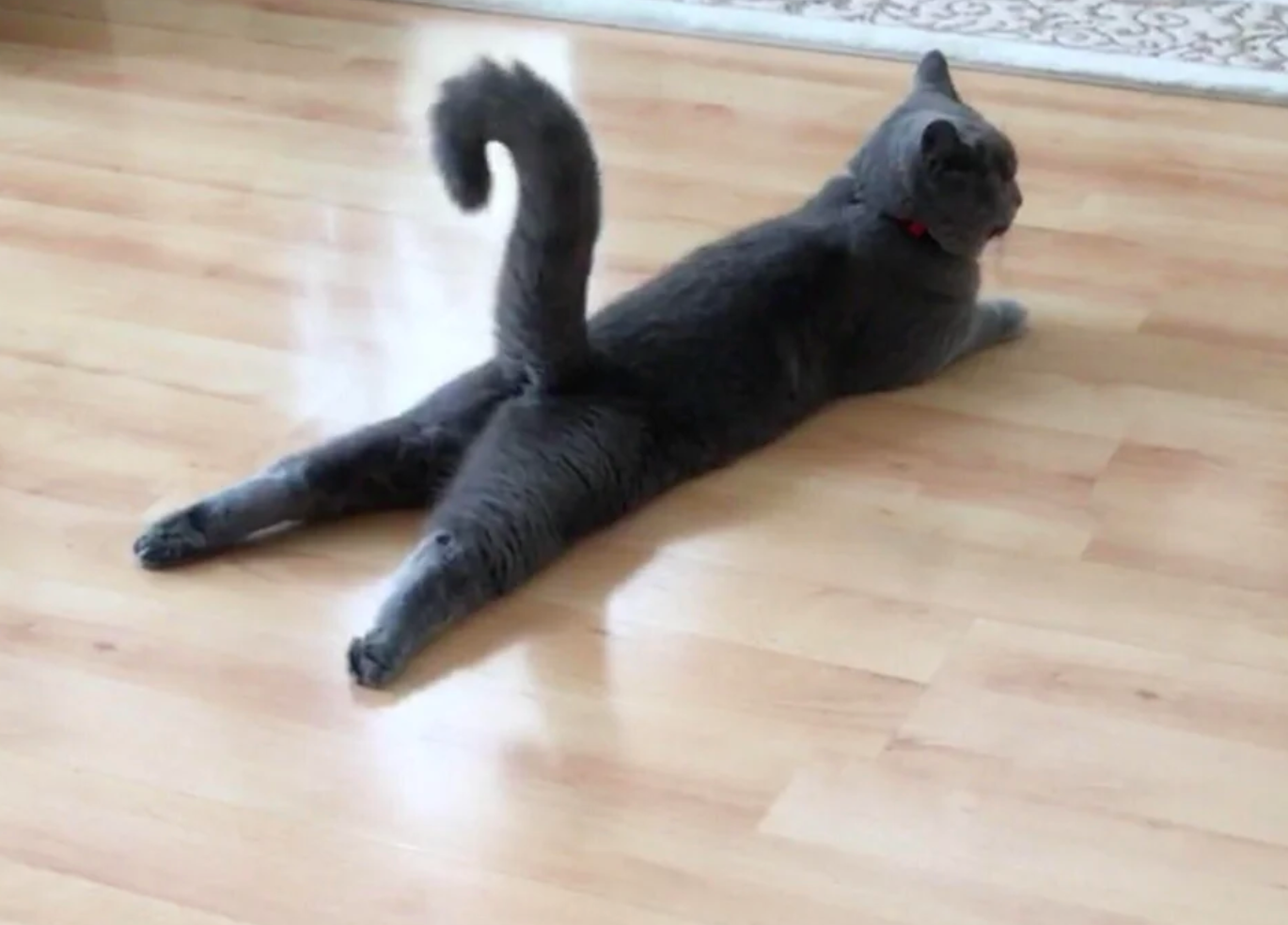 Discover If Your Cat Loves the Sploot: A Guide to the Feline Frog-Sit
