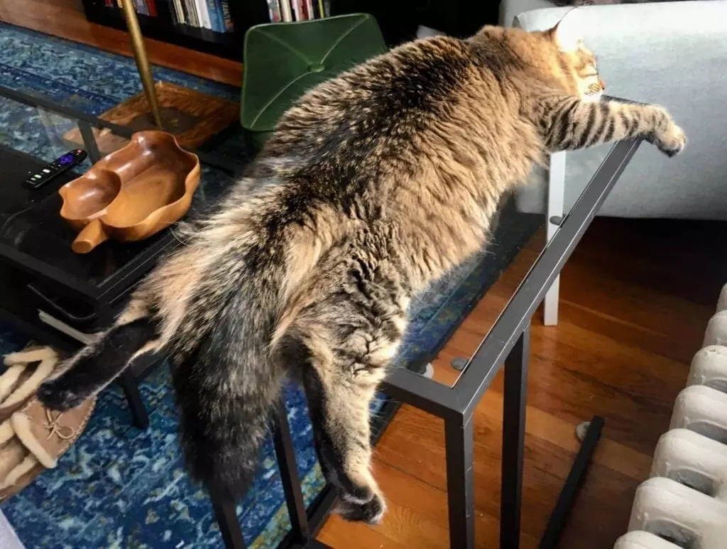 Discover If Your Cat Loves the Sploot: A Guide to the Feline Frog-Sit