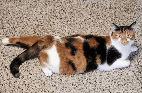 Discover If Your Cat Loves the Sploot: A Guide to the Feline Frog-Sit