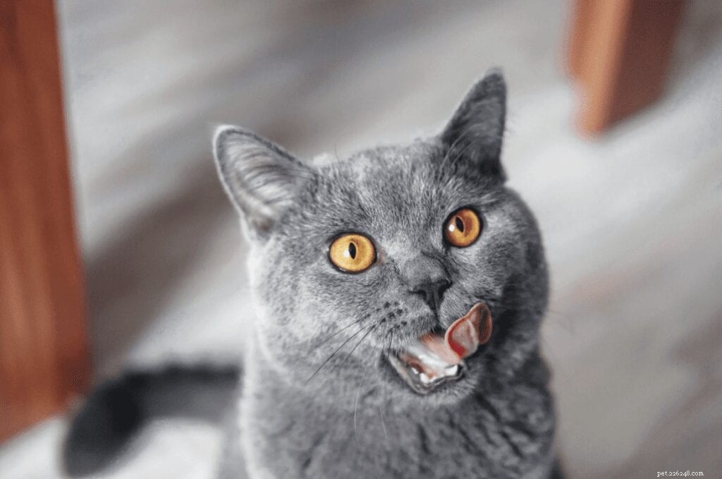Why Do Cats Sometimes Lick Plastic? Understanding the Curious Habit