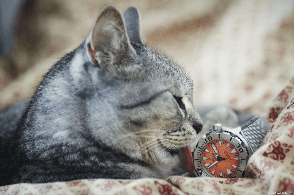 Why Do Cats Sometimes Lick Plastic? Understanding the Curious Habit