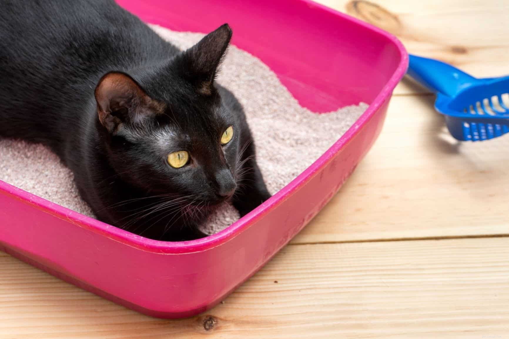 Choosing the Perfect Litter Box Spot: Key Factors for a Happy, Clean Home
