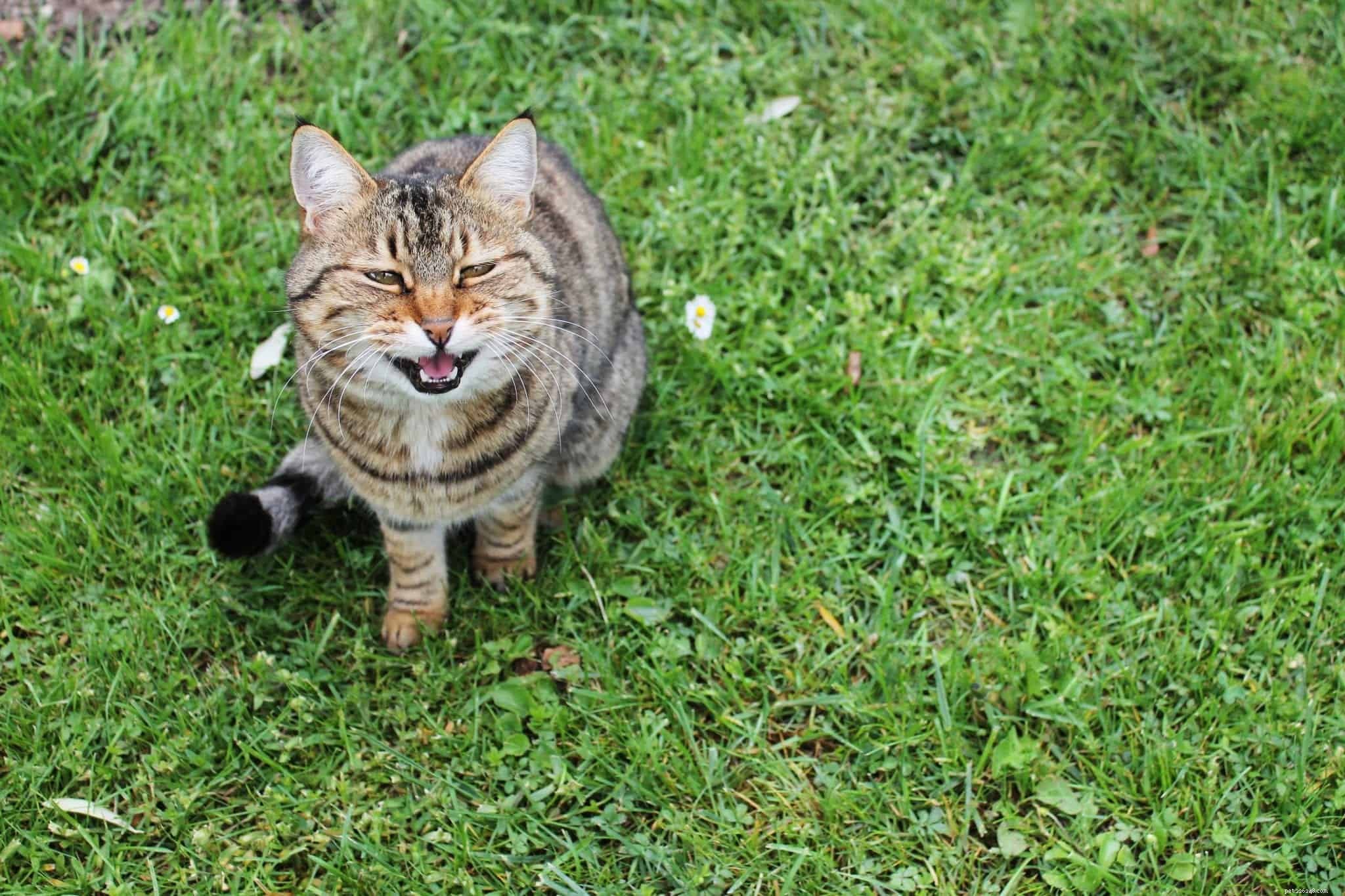 Decode Your Cat’s Voice: Common Sounds and Their Meanings