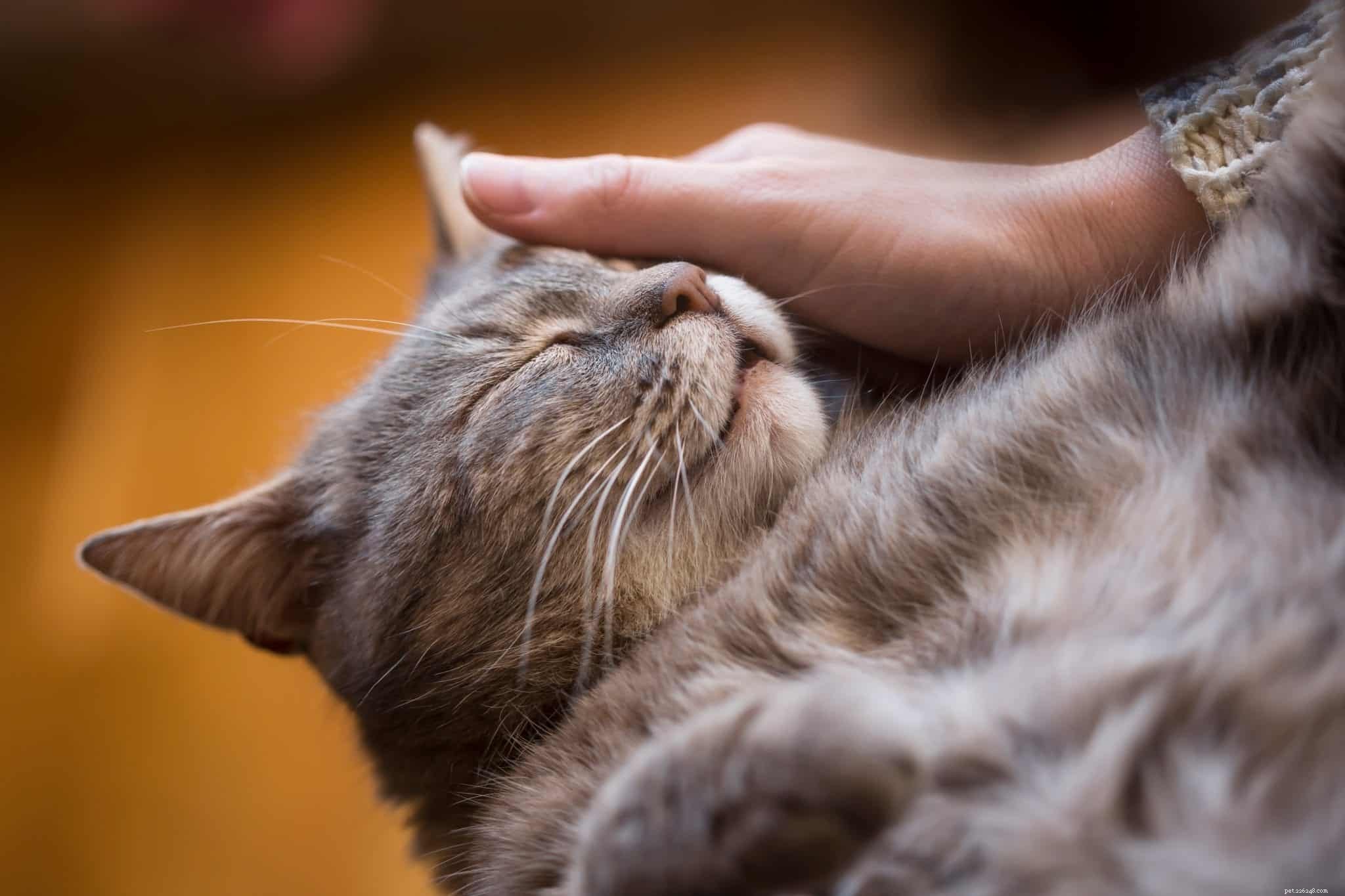 Decode Your Cat’s Voice: Common Sounds and Their Meanings