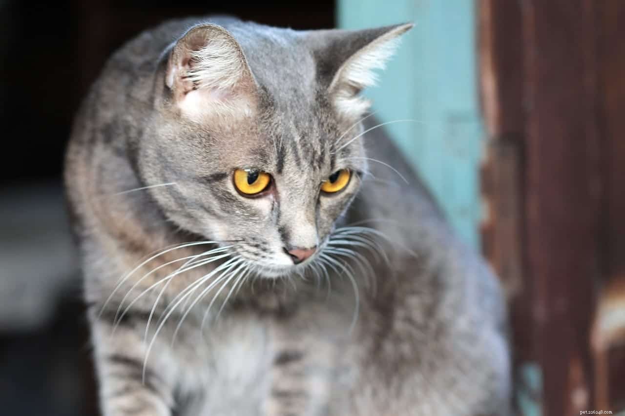 Decode Your Cat’s Voice: Common Sounds and Their Meanings