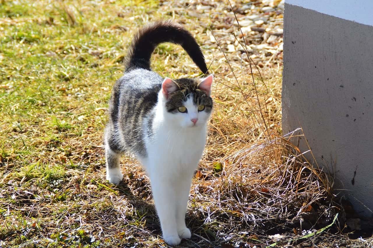 Why Cats Bring Their Rears Close to Your Face: A Scientific Insight