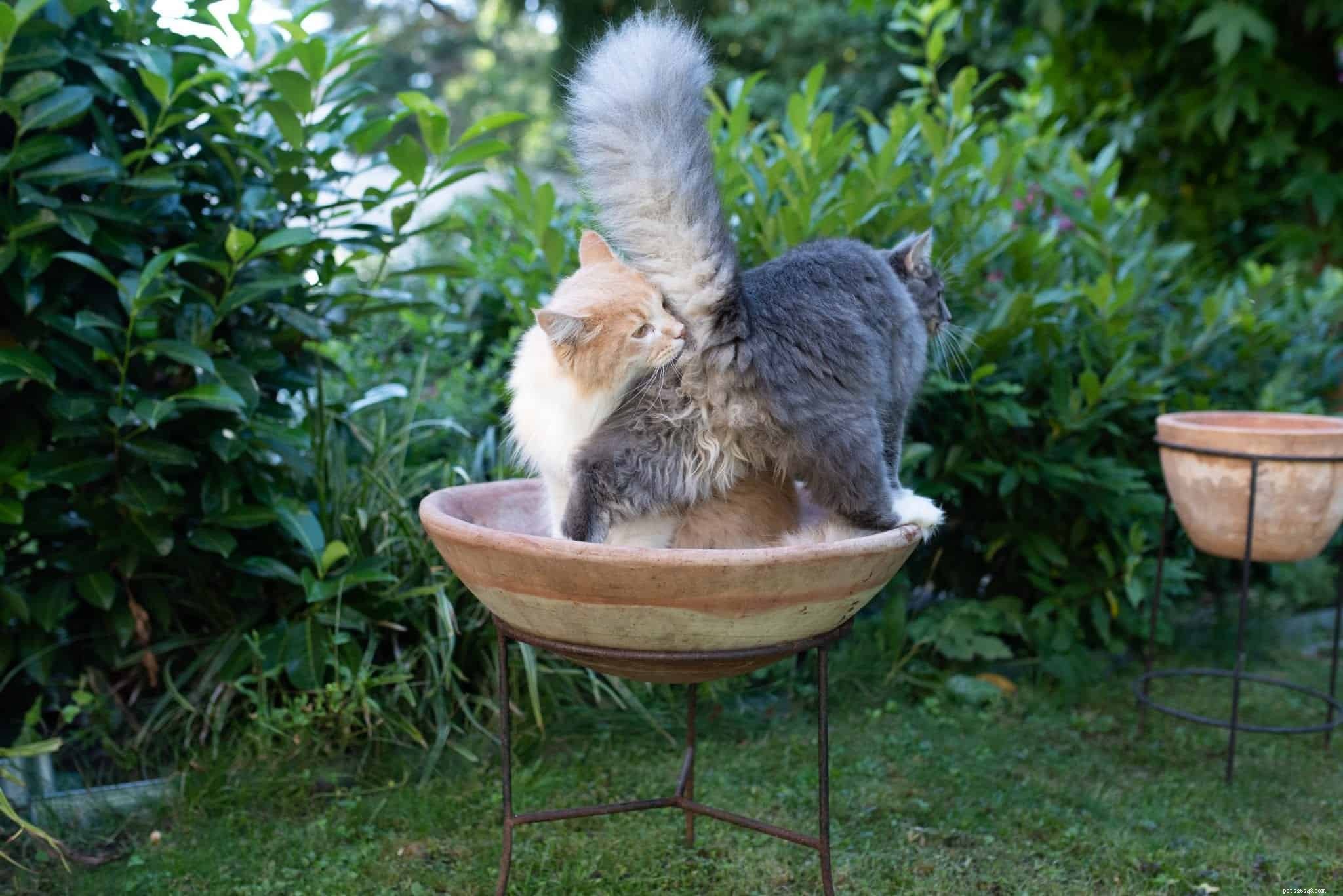 Why Cats Bring Their Rears Close to Your Face: A Scientific Insight